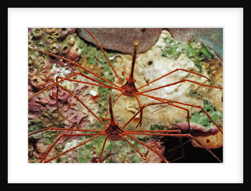 Two Spider hermit crabs, Stenorhynchus seticornis, Netherlands Antilles, Bonaire, Caribbean Sea by Anonymous
