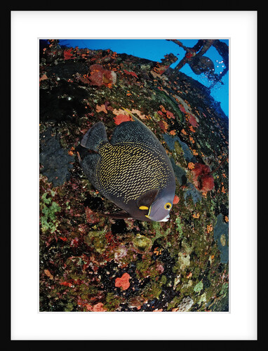 French Angelfish on the Hilma Hooker Ship Wreck by Anonymous