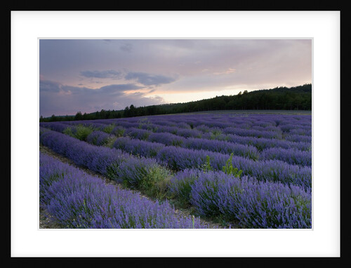 Lavender field at sunset by Anonymous