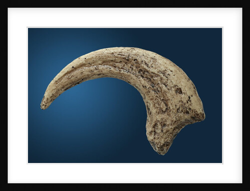 Sickle shaped talon of a Velociraptor by Anonymous