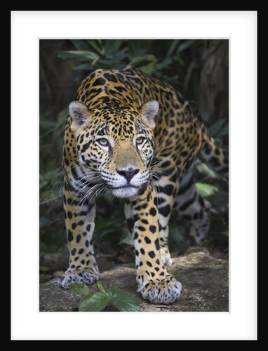 Jaguar in forest in Belize by Anonymous