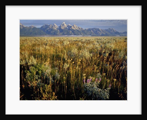 Grand Teton National Park by Anonymous