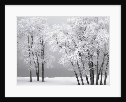 Foggy winter day at Bear Lake by Anonymous