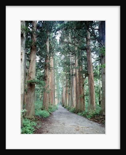 Row of Japanese Cedar by Anonymous