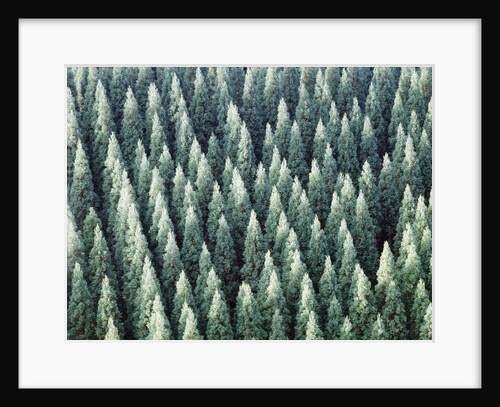 Grove of Japanese cedar trees, full frame, Hita city, Oita prefecture, Japan by Anonymous
