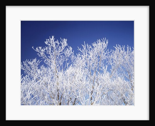 Trees white with frost, blue background, Hokkaido prefecture, Japan by Anonymous