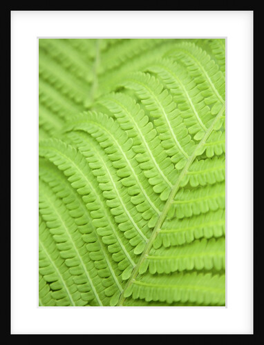 Fern leaf, close up, full frame by Anonymous