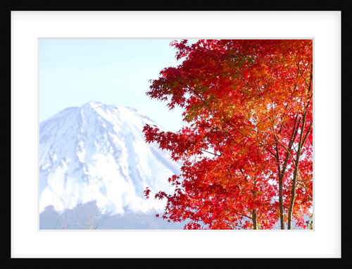 Mt. Fuji and Japanese maple tree in autumn, Yamanashi Prefecture, Honshu, Japan by Anonymous
