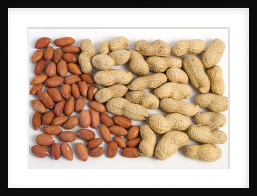 Nuts in and out of the shell by Anonymous