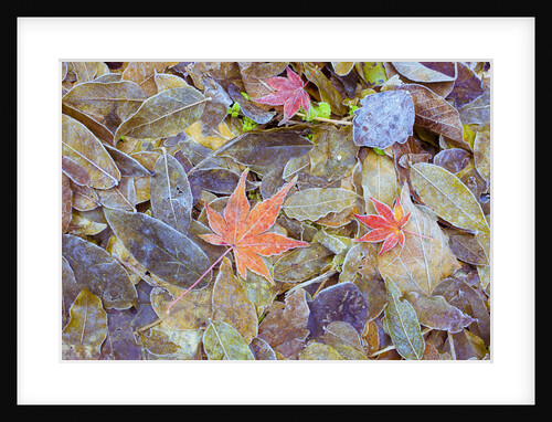 Leaves on ground covered in frost by Anonymous