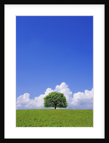 Single tree in a field under a blue sky. Hokkaido, Japan by Anonymous