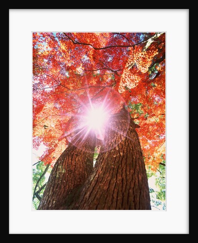 Sunlight shining through trees by Anonymous