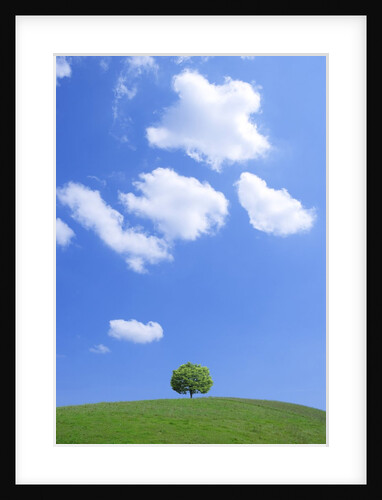 Single tree in a field under a blue sky. Hokkaido, Japan by Anonymous