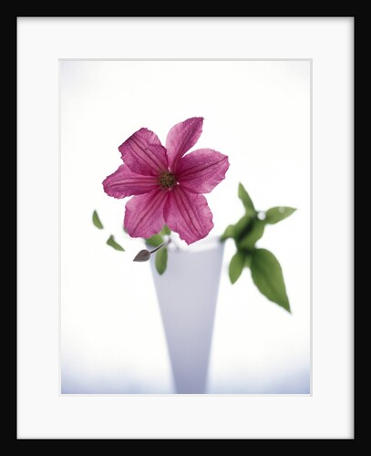 Purple clematis by Anonymous