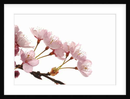Cherry flowers, close up, white background by Anonymous