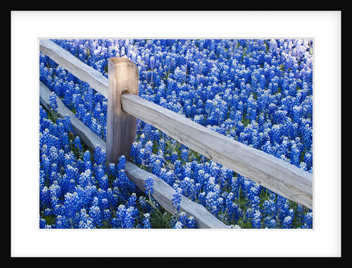 Bluebonnets along fenceline by Anonymous