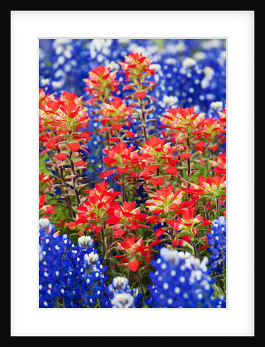 Indian paintbush and bluebonnet flowers by Anonymous
