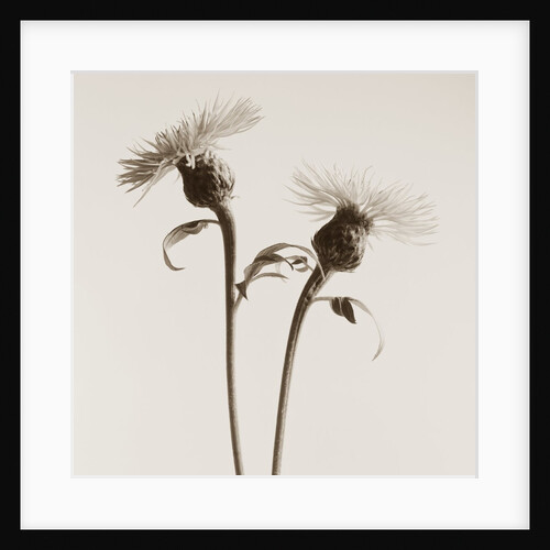 Bachelor Buttons by Tom Marks