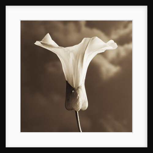 Morning Glory by Tom Marks