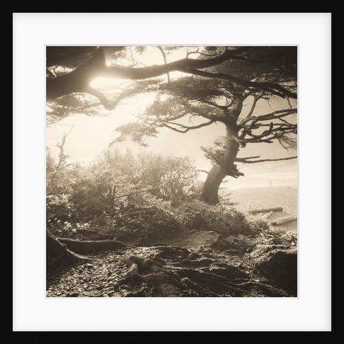 Oregon Coast Path by Tom Marks