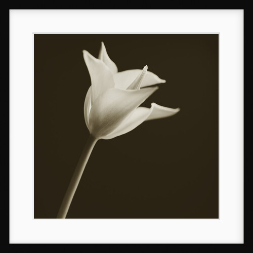 Tulip by Tom Marks