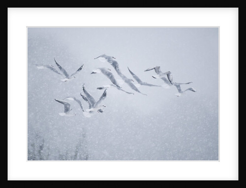 Flock of Black-headed gull flying in blizzard by Anonymous