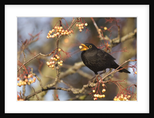 Eurasian blackbird foraging berries from tree by Anonymous