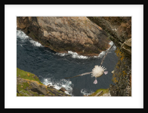 Northern Fulmar diving off cliff over water by Anonymous