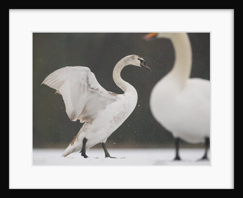 Mute swans in winter by Anonymous