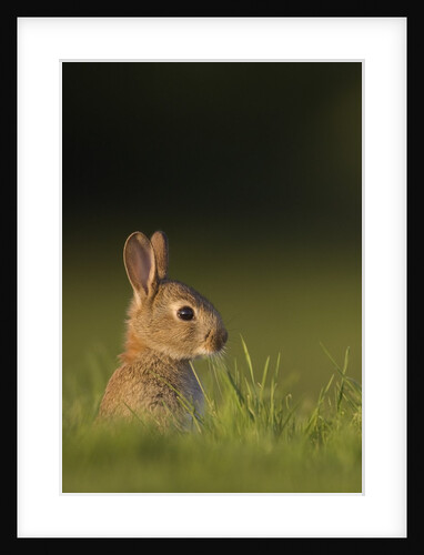 Baby Rabbit in grass by Anonymous