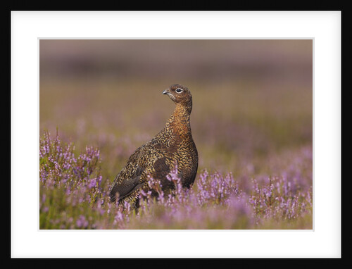 Red grouse standing on alert in moorland by Anonymous