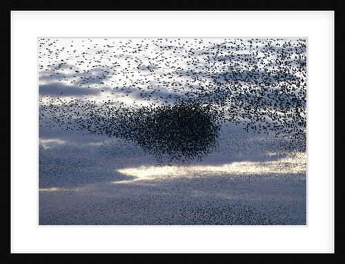 Mass of Starlings flying at twilight by Anonymous