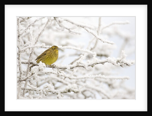 Adult female Yellowhammer perched on frost covered branches by Anonymous