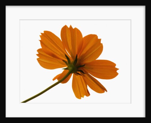 Close-up of an orange flower by Anonymous