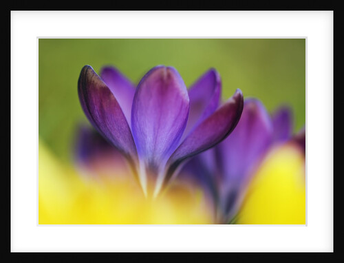 Crocus by Anonymous