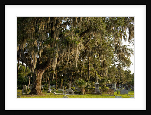 Gravestones and trees draped in Spanish Moss in Bonaventure Cemetery, Savannah, Georgia by Anonymous