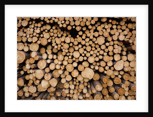 Log Pile at Sawmill, Gulliver, Michigan by Anonymous