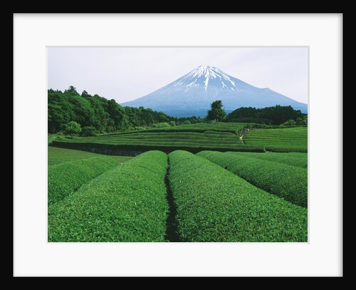 Mt. Fuji from tea plantation, Fujinomiya city, Shizuoka prefecture, Japan by Anonymous