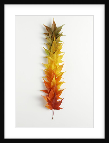 Autumn Foliage by Anonymous