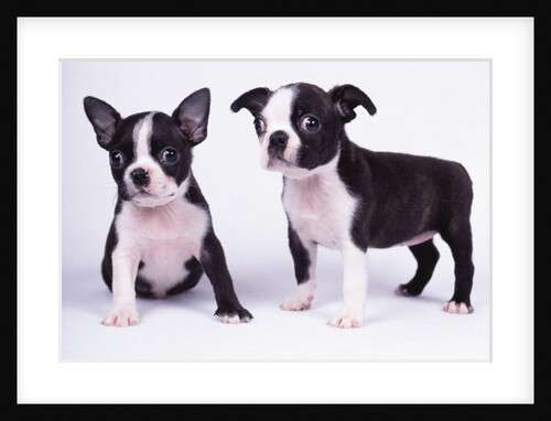 French Bulldog, white background by Anonymous