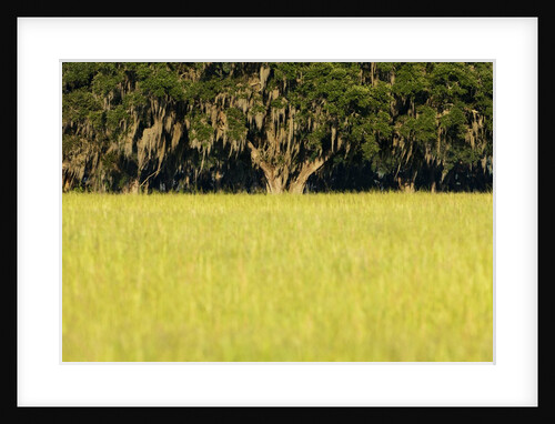 Spanish Moss, Pineland, Florida by Anonymous