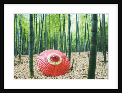 Coarse oilpaper umbrella in bamboo forest, Muko city, Kyoto prefecture, Japan by Anonymous