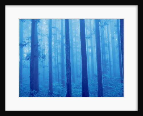 Grove of Japanese cedars, toned image, Gunma prefecture, Japan by Anonymous