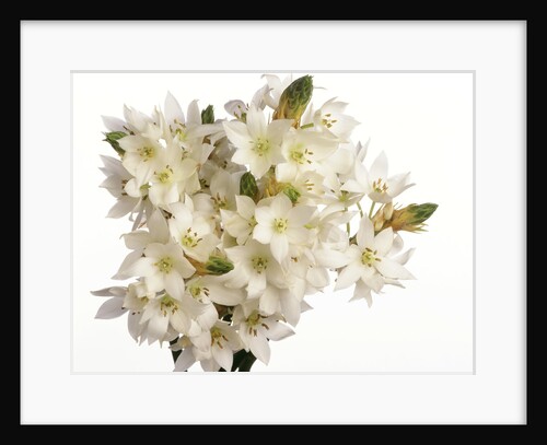 Bouquet of white flowers by Anonymous