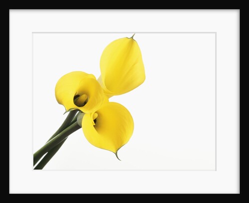 Calla lily by Anonymous