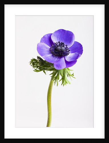 Purple Anemone flower by Anonymous