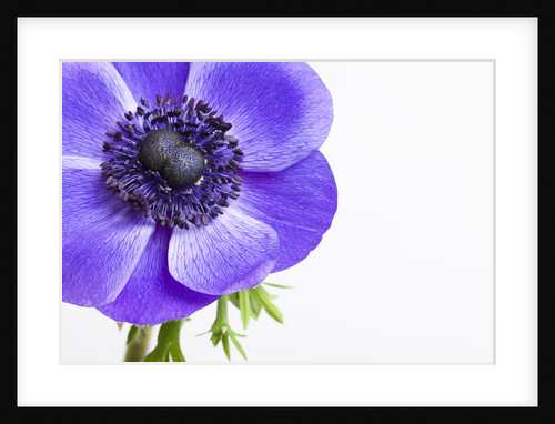 Purple Anemone flower by Anonymous