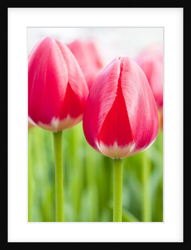 Dark pink tulips by Anonymous
