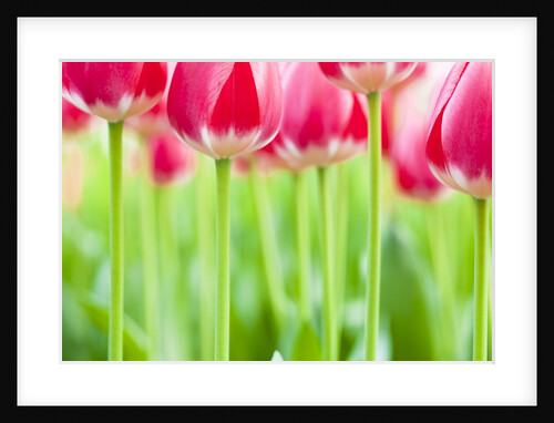 Dark pink tulips by Anonymous