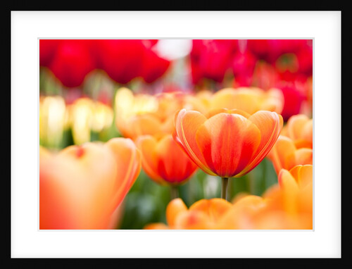 Orange and red tulips by Anonymous